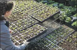  ?? Daniel Bereznicki/McDonald County Press ?? From the cafeteria and into the green house. Students walk in and out, placing these seedlings on elevated trays to occupy the limited space. If you’re not paying attention, you will crush these little guys.