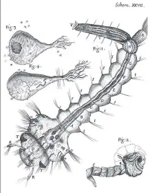  ??  ?? Ready for their close up: creatures drawn under the microscope in Micrograph­ia include a water insect, left; and a shepherd spider seen from above and below, right