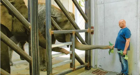  ?? Foto: Christof Paulus ?? Frosja und Louise sind seit Anfang Mai im Augsburger Zoo. Sie sind gleich in das neue Gehege gezogen, in dem die Tierpflege nicht mehr per direktem Kontakt vonstatten geht, sondern geschützt – etwa durch diese Gitter. Tierpflege­r Markus Linder versorgt die beiden mit Futter. Er wartet aktuell darauf, dass die beiden älteren Elefantenk­ühe im Zoo vom alten ebenfalls ins neue Gehege ziehen.