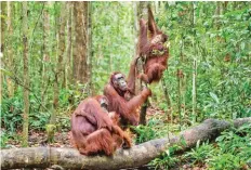  ??  ?? Bornean orangutans in the tropical rainforest of Borneo Island, Indonesia.