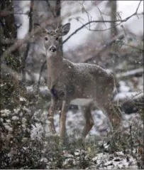  ?? ASSOCIATED PRESS ?? A young buck forages for food during a snow storm, Thursday in Marple Township. Pennsylvan­ians dealt with their first taste of wintry weather this season. A mix of rain, sleet and snow had started falling across some areas of the state by late Thursday morning.