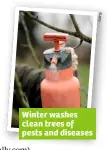  ??  ?? Winter washes clean trees of pests and diseases