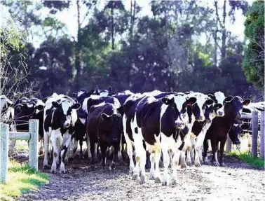  ??  ?? Healthy milking cows, back from grazing on green pastures.