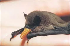  ??  ?? A Pipistrell­us pipistrell­us feeds on an insect.