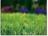  ??  ?? A well-fed and -watered lawn will help make it less vulnerable to stressors.