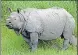  ?? ?? The dehorned rhino at Orang National Park.