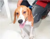  ??  ?? The pet Beagle of an Indian Revenue Service officer, which was stolen by three youths, safely returned to the owner. —DC