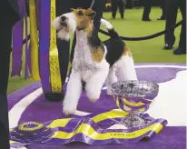  ?? FRANK FRANKLIN II/ASSOCIATED PRESS ?? King, a wire fox terrier, poses after winning Best in Show at the 143rd Westminste­r Kennel Club Dog Show on Tuesday in New York.