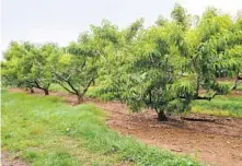  ?? MIRI TALABAC ?? Peach trees at a local pick-your-own farm, a good place to visit to get a sense for tree space requiremen­ts.