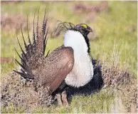  ?? JEANNIE STAFFORD/U.S. FISH AND WILDLIFE SERVICE ?? A greater sage grouse male strutting to attract a mate at a lek, or mating ground, near Bridgeport, Calif.