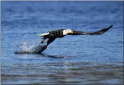  ?? JULIO CORTEZ — THE ASSOCIATED PRESS FILE ?? On Nov. 20, 2020, a bald eagle grabs a fish from the Susquehann­a River near the Conowingo Dam, in Havre De Grace, Md. The number of American bald eagles has quadrupled since 2009, with more than 300,000 birds soaring over the lower 48 states, government scientists said Wednesday in a new report.