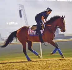  ?? Virendra Saklani/Gulf News ?? ■ Bob Baffert-trained Dubai World Cup contender West Coast during the trackwork at Meydan.