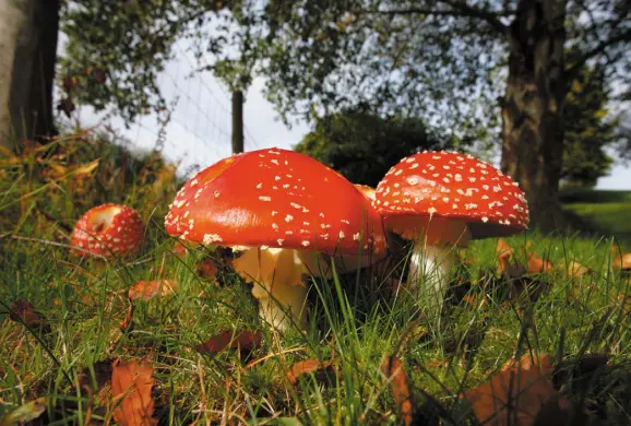  ??  ?? The very picture of a fairy toadstool, fly agaric is associated with birch trees