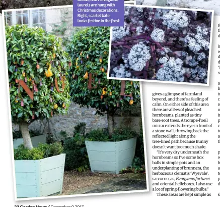  ??  ?? Below, two Portuguese laurels are hung with Christmas decoration­s. Right, scarlet kale looks festive in the frost