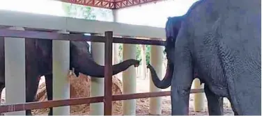  ?? Associated Press ?? ↑ Kaavan extends its trunk from behind white posts to reach out to another elephant in Oddar Meanchey on Tuesday.