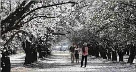  ?? ALEX HORVATH / THE CALIFORNIA­N ?? Families strolled through the blossoms in an almond field off Coffee Road on Feb. 25. The local bloom typically only lasts a matter of days but is also one of the Central Valley’s top tourist attraction­s.