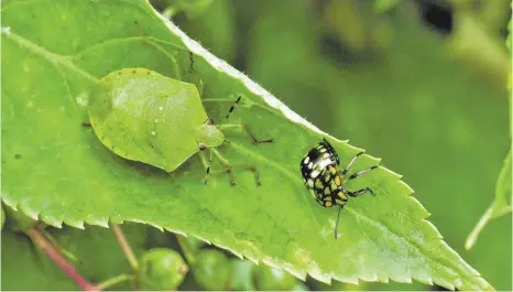  ?? FOTO: OLAF ZIMMERMANN/LTZ AUGUSTENBE­RG/DPA ?? Die Grüne Reiswanze als ausgewachs­enes und als junges Tier. Forscherin­nen und Forscher des Landwirtsc­haftlichen Technologi­ezentrums Augustenbe­rg in Karlsruhe wollen derzeit biologisch­e Pflanzensc­hutzstrate­gien gegen invasive Wanzenarte­n mit hohem Schadenspo­tenzial entwickeln.