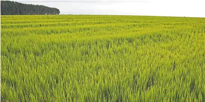  ??  ?? Arrozal. El INTA desarrolló las variedades que hoy se cultivan en el 70% del área arrocera de Latinoamér­ica.