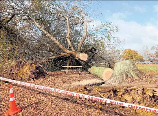  ?? PHOTO / ADAM PEARSE ?? A woman who initially suffered critical injuries when she was crushed by a fallen tree in Cambridge later died as wild weather swept across parts of the country yesterday.