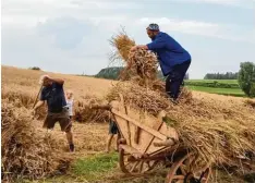  ?? Foto: Brigitte Faigl ?? Früh kümmerten sich die Mitglieder des Gartenbauv­ereins Buch/Bonsal/Holzkirche­n um den Weizen für ihren Getreidewa­gen.