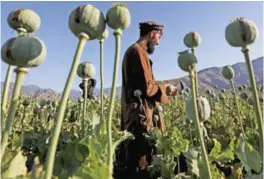  ?? — AFP ?? HEMLAND: This file photo taken on April 11, 2017 shows an Afghan farmer harvesting opium sap from a poppy field in the Gereshk district.