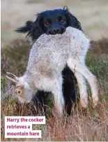  ??  ?? Harry the cocker retrieves a mountain hare
