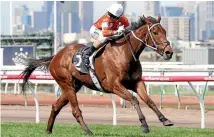  ?? PHOTO: BRUNO CANNATELLI ?? Who Shot Thebarman is one of a strong contingent of Kiwis in Saturday’s Sydney Cup.