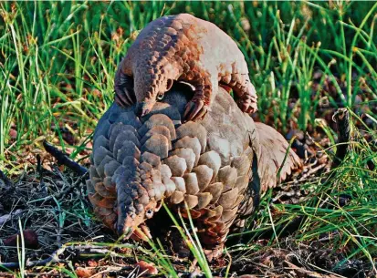  ?? FOTO ?? Un adulto y un juvenil de Manis temminckii, pangolín terrestre, una de las cuatro especies africanas amenazadas por el tráfico ilegal.