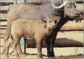  ?? PICTURE: EMBRYO PLUS ?? The world’s first IVF Cape buffalo calf Pumelelo and his surrogate mother.