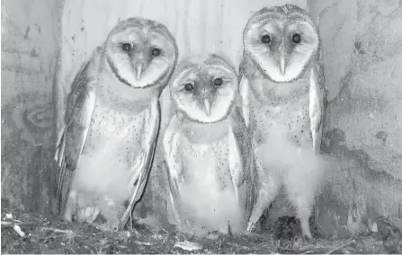  ??  ?? Barn owls face many threats in the city, including habitat loss, road dangers and rodent poison, a study says.