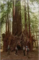  ?? VIVIAN CHEN SAVE THE REDWOODS LEAGUE/TNS ?? Save the Redwoods League staff admire the Clar Tree, the last remaining old-growth giant on the 394-acre Russian River Redwoods property.