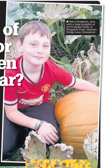  ??  ?? Harry Houghton, nine, with a large pumpkin at the Pumpkin Patch, at Bungalow Farm, Heatons Bridge Lane, Scarisbric­k