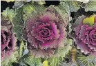  ??  ?? Ornamental cabbages are a fun way to make a statement in autumn