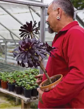  ?? ?? Succulents, like this Aeonium ‘Zwartkop’, need to overwinter indoors