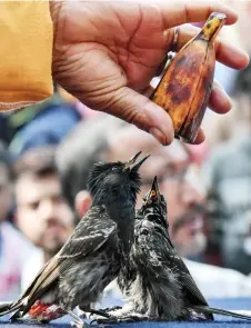  ?? ?? An organiser gives a banana to red-vented bulbuls during a traditiona­l fight on the occasion of Bhogali Bihu at Hayagriva Madhav Hindu temple in the Hajo town of Kamrup district.