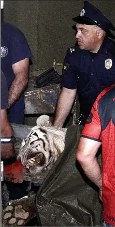  ??  ?? Lifeless: Police with the white tiger’s body after the attack