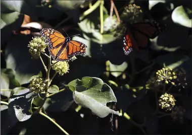  ?? KEVIN JOHNSON — STAFF PHOTOGRAPH­ER ?? A monarch butterfly is seen nestled amongst the milkweed at Natural Bridges State Beach.