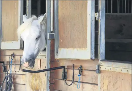  ?? (AP Photo/Michel Euler) ?? A horse stands in a box at a equestrian club in Les Yvelines, French department west of Paris, Friday, Aug. 28, 2020. Armed with knives, some knowledge of their prey and a large dose of cruelty, attackers are going after horses and ponies in pastures across France in what may be ritual mutilation­s. Police are stymied by the macabre attacks that include slashings and worse. Most often, an ear, usually the right one, has been cut off, recalling the matador’s trophy in a bullring.