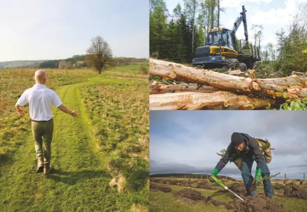  ??  ?? Clockwise, from above: planting sitka spruce at the Doddington North Afforestat­ion Project, England’s largest forestry scheme for 30 years; Hague has planted on virgin land; the UK currently imports more than 80% of the wood it comsumes