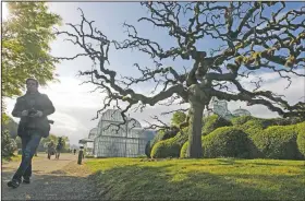  ?? (File Photo/AP/Yves Logghe) ?? A photograph­er walks next to a Japanese Pagoda tree in April 2014 next to the Royal greenhouse­s on the grounds of the Royal Palace in Laeken.