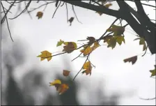  ?? BEA AHBECK/NEWS-SENTINEL ?? Wind and rain made for cold weather in Lodi on Friday.