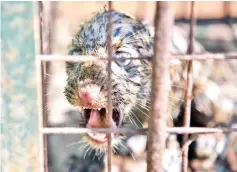  ??  ?? A two-month-old male leopard cub growls inside a cage at Assam State Zoo in Guwahati, after he was rescued from a drain. The leopard cub was rescued from a drain by a forest official in the Ambari area in Guwahati. — AFP photo