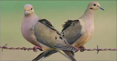  ??  ?? Mourning doves are primarily seed-eaters, not insect-eaters
