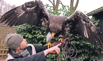  ?? FOTO: JUNGHEIM ?? Neun lange Tage war das Riesenseea­dler-Weibchen „Hope“verschwund­en. 600 Gramm hat der Vogel in dieser Zeit an Ge- wicht verloren. Betreuer Ramon Raddei ist froh, dass sein Schützling wieder da ist.