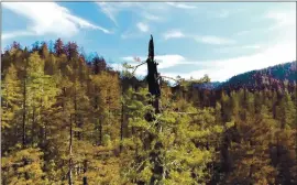  ?? SAVE THE REDWOODS LEAGUE ?? Video taken by drone pilot Jim Campbell-Spickler of Save the Redwoods League shows damage from fire to Big Basin Redwoods State Park in Boulder Creek.