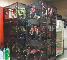  ??  ?? A man had kept the birds in a residentia­l apartment, which is close to the Birds and Animals Market in Al Jubail, Sharjah.