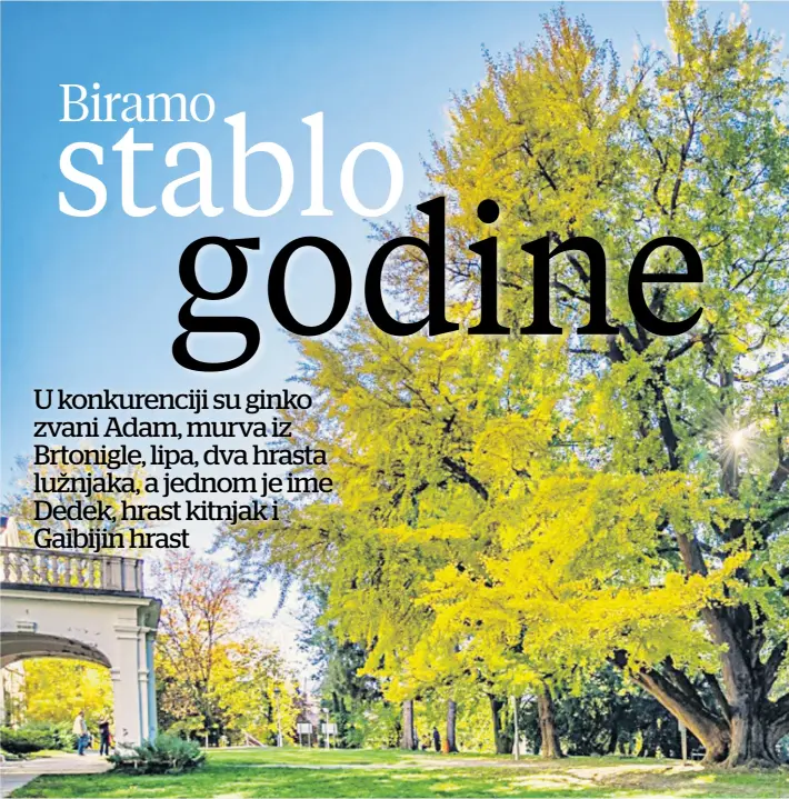  ??  ?? GINKO Muškom primjerku s opsegom debla od sedam metara Daruvarčan­i su nadjenuli ime Adam. Ginko je, kažu, najstarija vrsta drveća na planetu koja postoji više od 200 milijuna godina. Adam je najstarije stablo ginka bilobe u Hrvatskoj i drugo najstarije u Europi