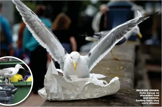  ??  ?? PECKING ORDER: Gulls swoop on discarded food and rubbish, fuelling fears they carry disease