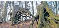  ?? FOTO: KNORR ?? Nach einem Sturm mussten zehn Bäume auf der Motte Horbes Bergske in der Grasheide bei Mülhausen gefällt werden.