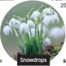  ??  ?? Snowdrops